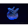 WYSIWYG RAH Acropora donei Bastón de Merlín 5M4