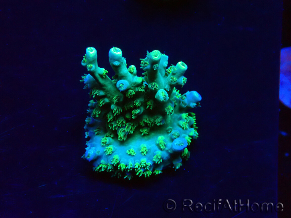 WYSIWYG RAH Acropora Plutonium 5V4