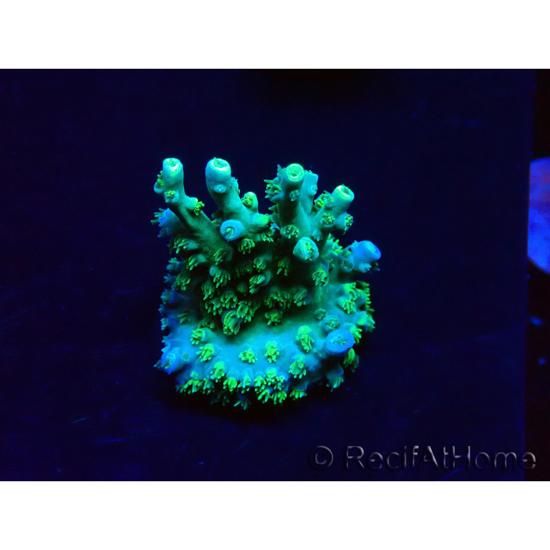 WYSIWYG RAH Acropora Plutonium 5V4