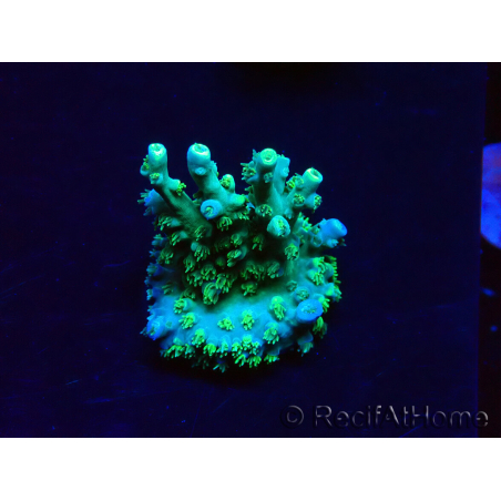 WYSIWYG RAH Acropora Plutonium 5V4