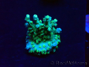 WYSIWYG RAH Acropora Plutonium 5V4