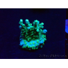 WYSIWYG RAH Acropora Plutonium 5V4