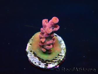 WYSIWYG RAH Acropora Cherry Bomb 5A1