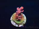 WYSIWYG RAH Acropora Cherry Bomb 5A1