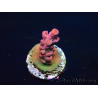 WYSIWYG RAH Acropora Cherry Bomb 5A1