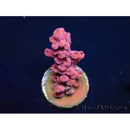 WYSIWYG RAH Acropora Cherry Bomb 5A2