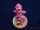 WYSIWYG RAH Acropora Cherry Bomb 5A2