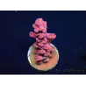 WYSIWYG RAH Acropora Cherry Bomb 5A2