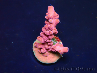 WYSIWYG RAH Acropora Cherry Bomb 5A4