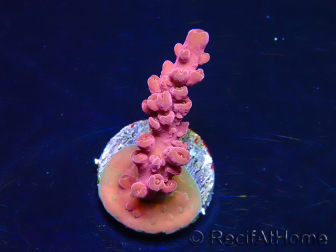 WYSIWYG RAH Acropora Cherry Bomb 5A3