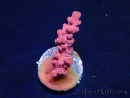 WYSIWYG RAH Acropora Cherry Bomb 5A3