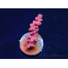 WYSIWYG RAH Acropora Cherry Bomb 5A3