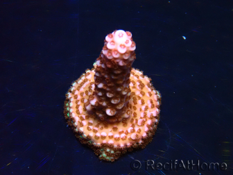 WYSIWYG MH Acropora Red Robin 5A6