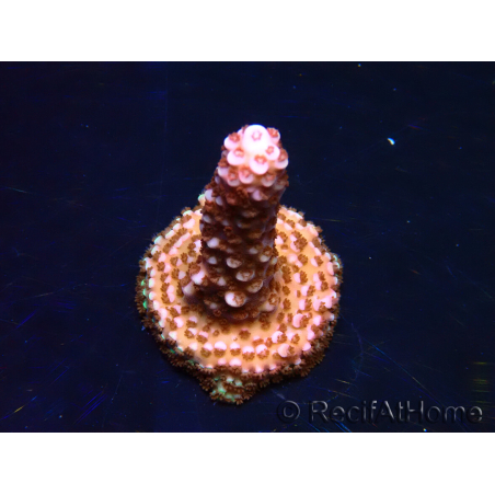 WYSIWYG MH Acropora Red Robin 5A6