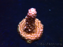 WYSIWYG MH Acropora Red Robin 5A6