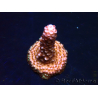 WYSIWYG MH Acropora Red Robin 5A6