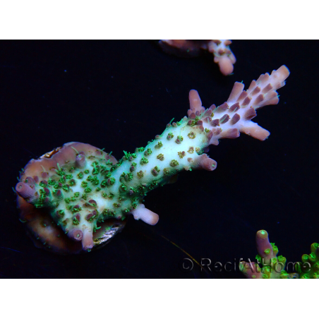 WYSIWYG- RAH Acropora Purple Haze 5B6