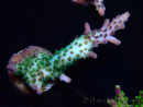WYSIWYG- RAH Acropora Purple Haze 5B4