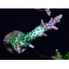 WYSIWYG- RAH Acropora Purple Haze 5B6