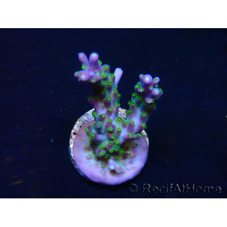 WYSIWYG RAH Acropora Blue Lagoon 5E4