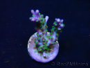 WYSIWYG RAH Acropora Blue Lagoon 5E4