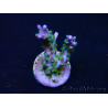 WYSIWYG RAH Acropora Blue Lagoon 5E6