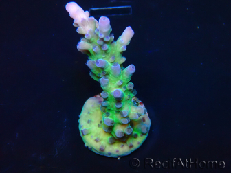WYSIWYG - RAH Acropora tortuosa 5F6