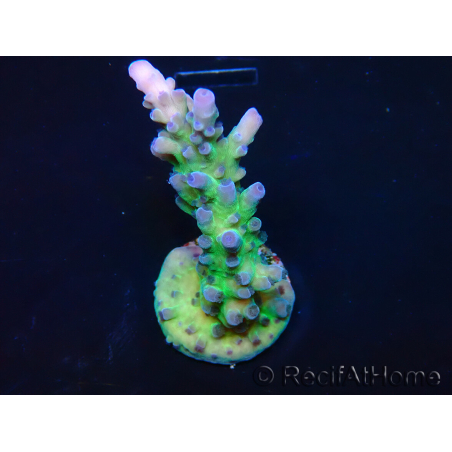 WYSIWYG - RAH Acropora tortuosa 5F6