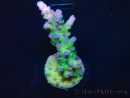 WYSIWYG - RAH Acropora tortuosa 5F6