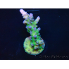WYSIWYG - RAH Acropora tortuosa 5F4