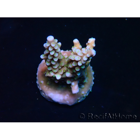 WYSIWYG RAH Acropora donei Merlin's Staff 5M3
