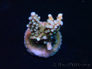 WYSIWYG RAH Acropora donei Bastone di Merlino 5M3