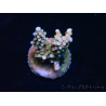 WYSIWYG RAH Acropora donei Merlin's Stab 5M3
