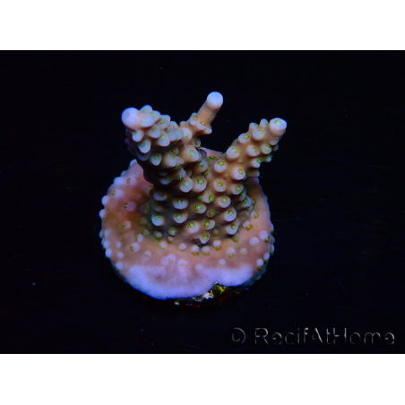 WYSIWYG RAH Acropora donei Bastone di Merlino 5M4