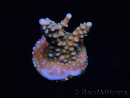 WYSIWYG RAH Acropora donei Merlin's Staff 5M4