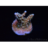 WYSIWYG RAH Acropora donei Merlin's Staff 5M4