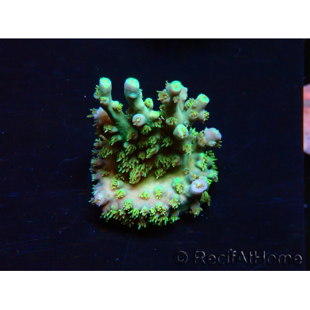 WYSIWYG RAH Acropora Plutonium 5V4