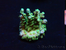 WYSIWYG RAH Acropora Plutonium 5V4