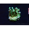 WYSIWYG RAH Acropora Plutonium 5V4