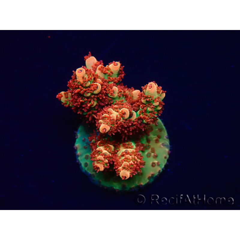 WYSIWYG AK Acropora Bill Murray 5V6