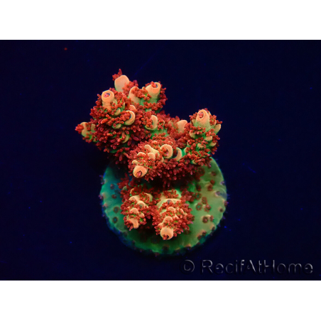 WYSIWYG AK Acropora Bill Murray 5Z3