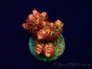 WYSIWYG AK Acropora Bill Murray 5V6