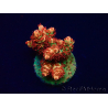 WYSIWYG AK Acropora Bill Murray 5Z3