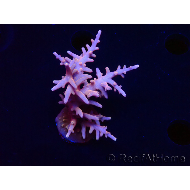 WYSIWYG RAH Acropora Golden Dragon 5O4