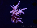 WYSIWYG RAH Acropora Golden Dragon 5T1