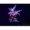 WYSIWYG RAH Acropora Golden Dragon 5T1