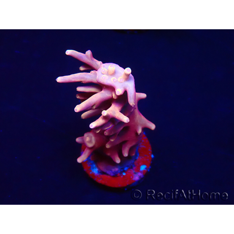 WYSIWYG RAH Acropora Golden Dragon 5O5