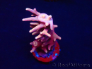 WYSIWYG RAH Acropora Golden Dragon 5T2