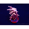 WYSIWYG RAH Acropora Golden Dragon 5O5