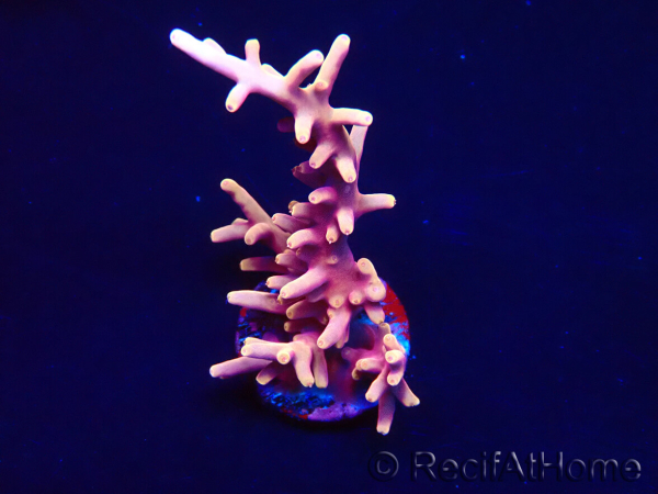 WYSIWYG RAH Acropora Golden Dragon 5T3